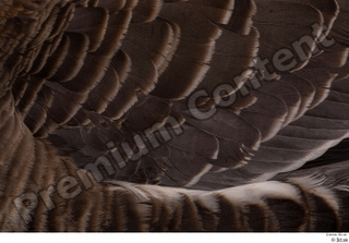 Greater white-fronted goose Anser albifrons back feathers wing 0003.jpg